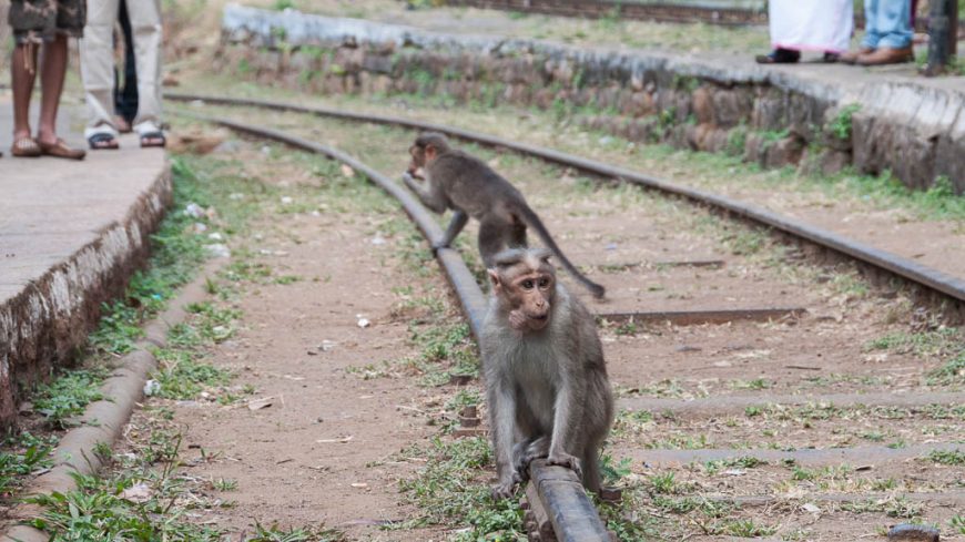 Affen im Bahnhof in Indien