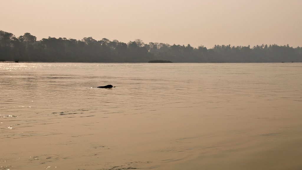 Delfinbeobachtung der Irawaddydelfine im Mekong