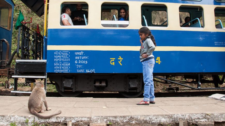 Hillgrove: Affen beim Halt der Nilgiri Mountain Railway