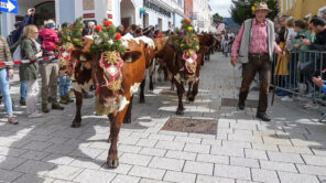 Almabtrieb in Radstadt: Besonderes Erlebnis beim Urlaub am Bauernhof (Video)